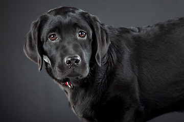 Image showing black labrador retriever