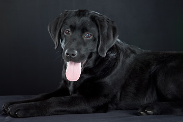 Image showing black labrador retriever