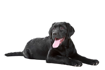 Image showing Black Labrador retreiver lying on isolated  white