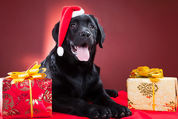 Image showing black labrador retriever wearing red cap of santa