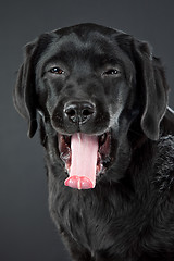 Image showing black labrador retriever