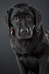 Image showing black labrador retriever