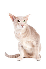 Image showing oriental cat sitting on isolated  white