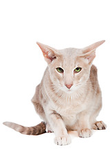 Image showing oriental cat sitting on isolated  white