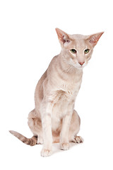 Image showing oriental cat sitting on isolated  white