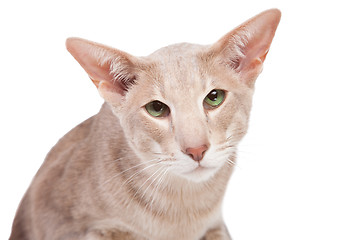 Image showing oriental cat sitting on isolated  white