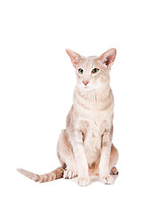 Image showing oriental cat sitting on isolated  white