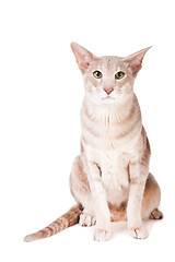 Image showing oriental cat sitting on isolated  white