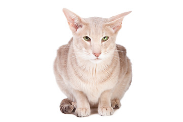 Image showing oriental cat sitting on isolated  white