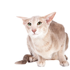 Image showing oriental cat sitting on isolated  white