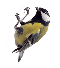 Image showing titmouse weighs in air