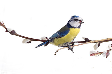 Image showing titmouse on the eve of spring 2