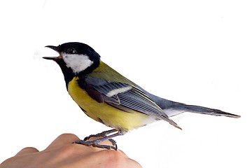 Image showing the inspired titmouse 3