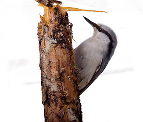 Image showing nutcracker  on a log 3