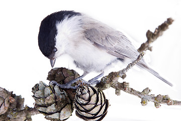 Image showing willow tit on a larch branch