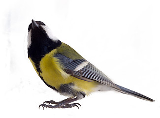 Image showing titmouse friendly shot