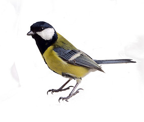 Image showing titmouse in a rush