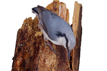 Image showing nutcracker  on a log