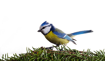 Image showing the inspired titmouse 4