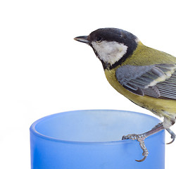 Image showing titmouse  16