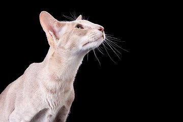 Image showing oriental cat sitting on isolated  black