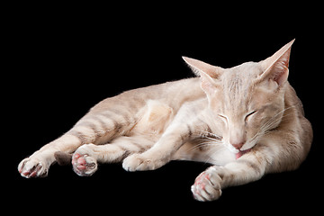 Image showing oriental cat washing by tongue on black