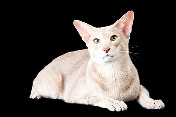 Image showing oriental cat lying on black