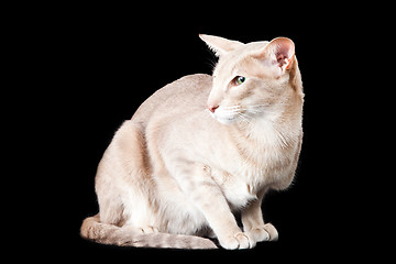 Image showing oriental cat sitting on black