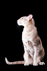 Image showing oriental cat sitting on black