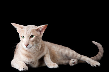 Image showing oriental cat lying on black