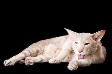 Image showing oriental cat washing by tongue on black