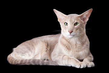 Image showing oriental cat lying on black