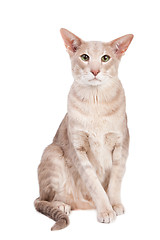 Image showing oriental cat sitting on isolated  white