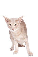 Image showing oriental cat hunting on isolated  white