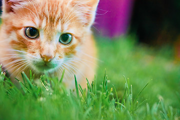 Image showing Young kitten is hunting on green grass