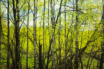 Image showing summer green birch forest