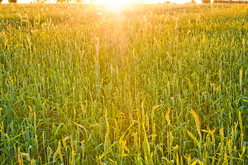 Image showing green wheat field