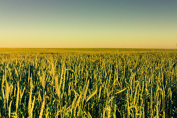 Image showing Green barley ears