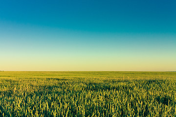 Image showing Green barley ears