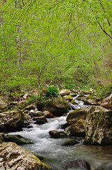 Image showing Forest spring