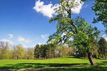 Image showing Spring in park