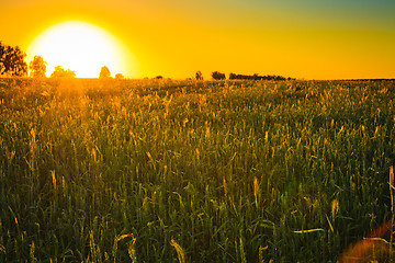 Image showing Bright sunset over green field.