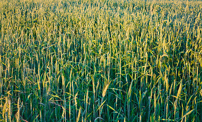 Image showing green wheat field