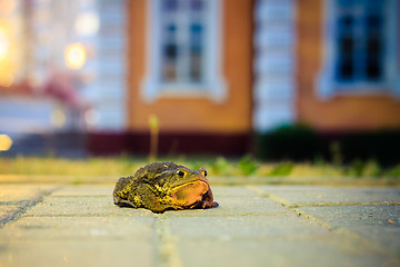 Image showing A close up of the toad 