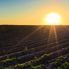 Image showing Bright sunset over green field.