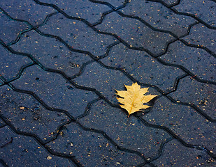 Image showing Lone leaf on the ground