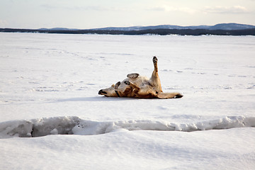 Image showing Red dog is bathed in the snow