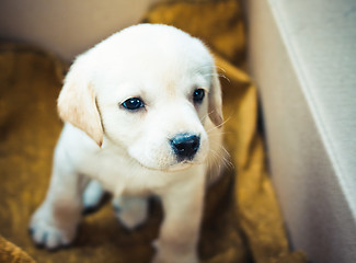 Image showing Labrador retriever puppy