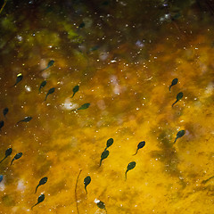 Image showing Tadpoles in the water