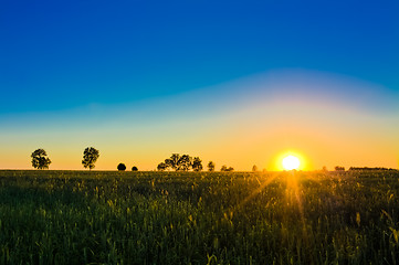 Image showing Wheat field at sunset.